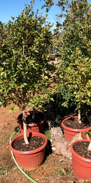 Plantas en centro de cultivo