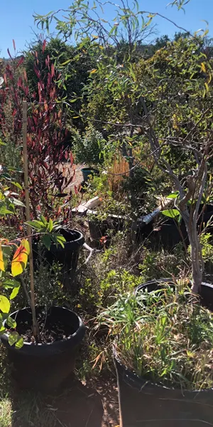 Cuidado de plantas