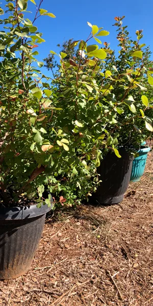 Arriendo de plantas