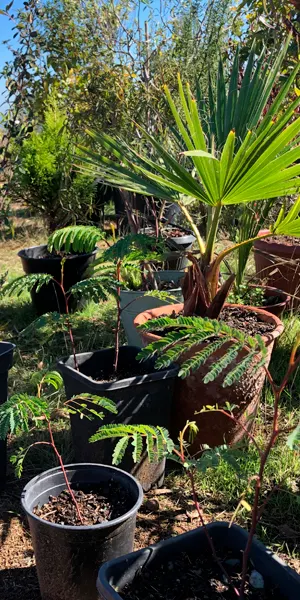Plantas decorativas