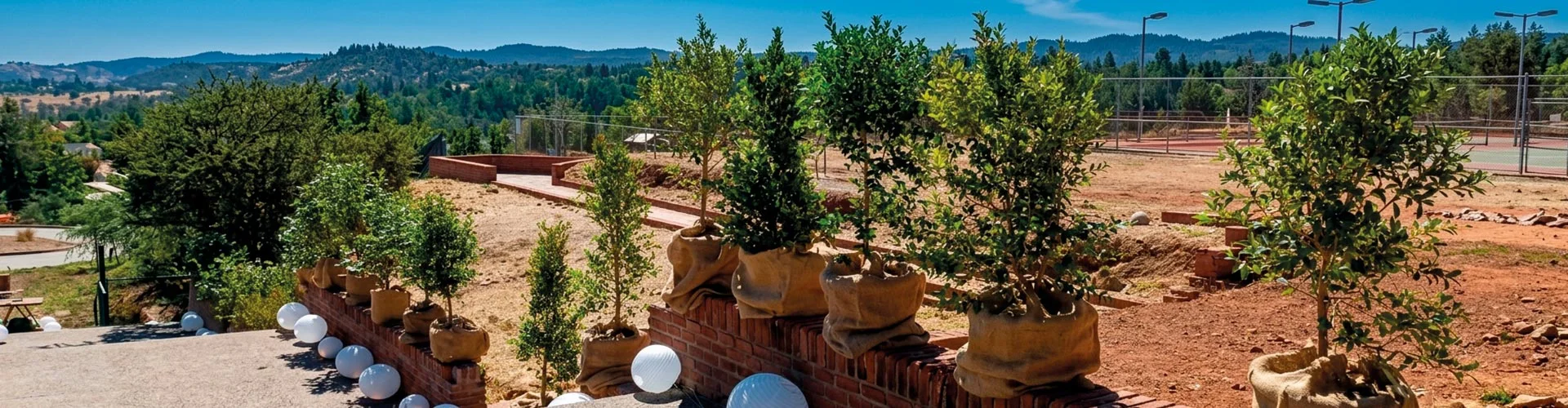 Arriendo de plantas para eventos