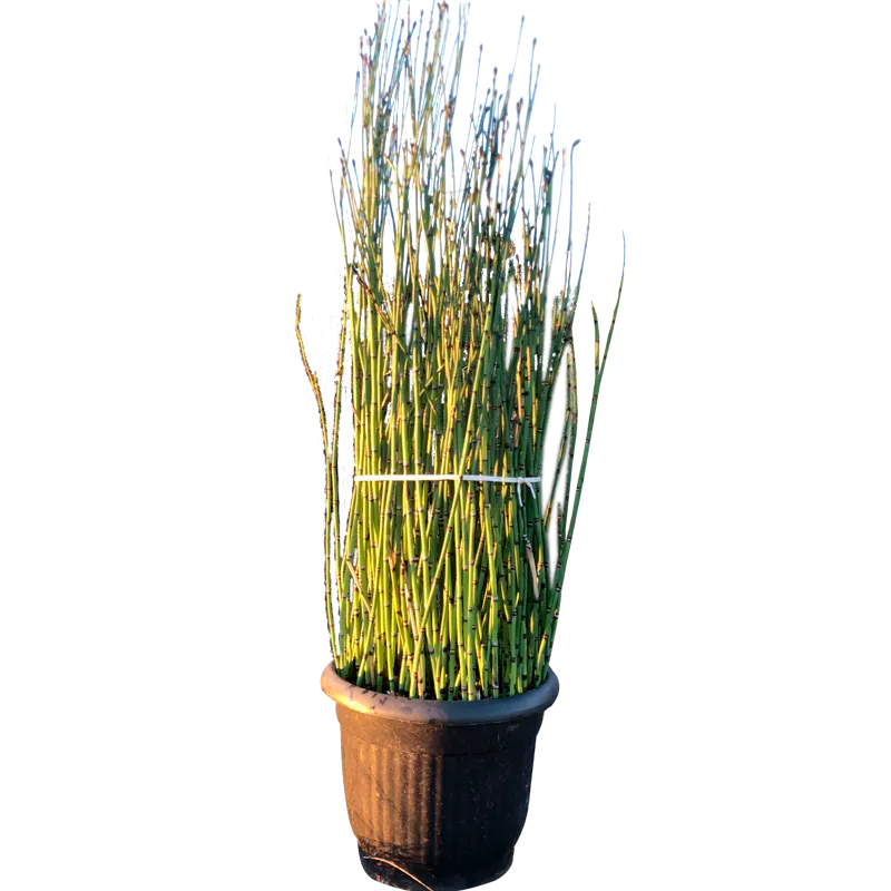 Equisetum