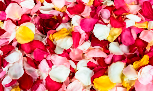 Pétalos de rosa para ceremonia matrimonio