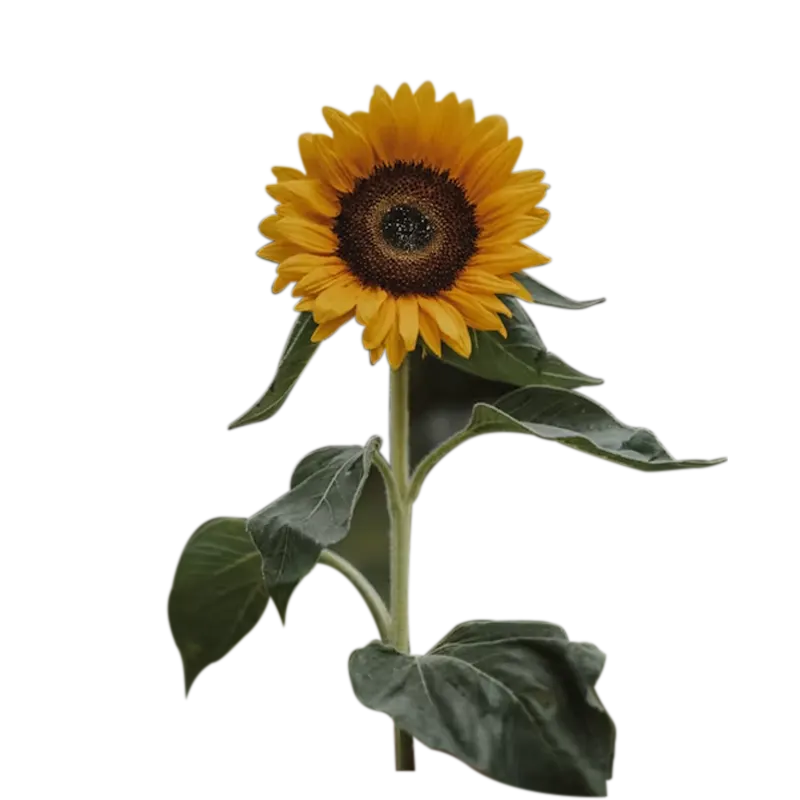 Flores blancas para matrimonio
