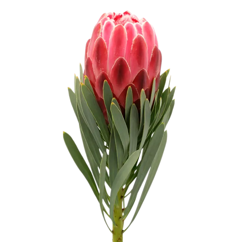 Arreglos florales para bodas