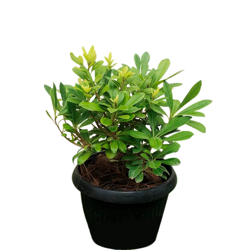 Maceta pequeña