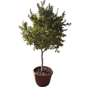 Maceta mediana