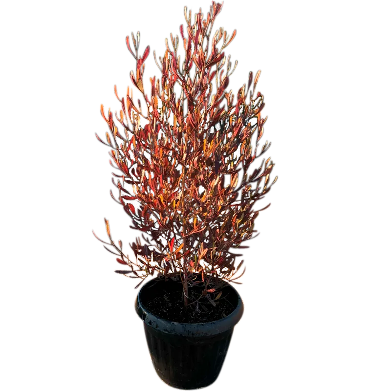 Stenocarpus